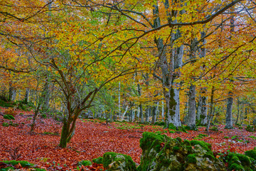 Bosque de colores en otoño