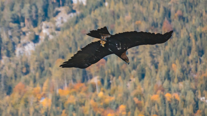 Eagle in flight