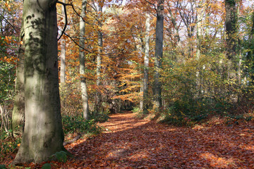 Obraz premium Dywany jesienne