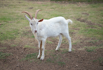 white goat standing on ground in farm.