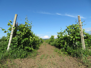 Fototapeta na wymiar Green vineyards and blue sky. Ripening grapes, winemaking concept