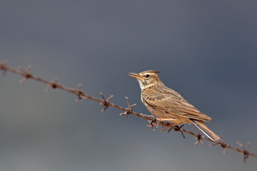 Crested Lark (Galerida cristata), Crete
