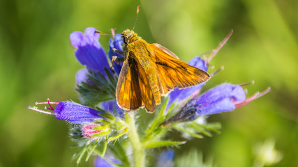 Macro of small skipper on flower