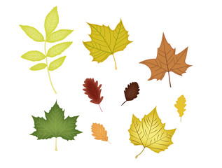 Set of leaves