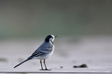 White wagtail (Motacilla alba), Greece
