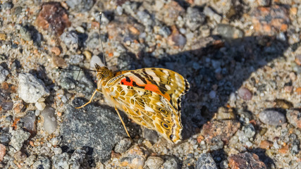 Fototapeta na wymiar Macro of cosmopolitan butterfly on the ground