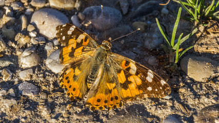 Macro of cosmopolitan butterfly on the ground