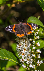 Macro of Red admiral on flower
