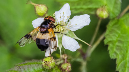 Macro of fly on flower