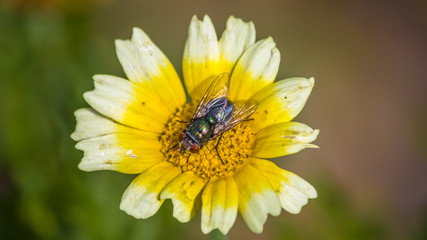 Macro of fly on flower