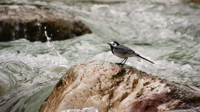 Little bird on rock in raging river