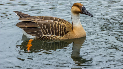 Fototapeta premium Goose swimming in the water with reflections