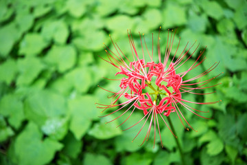 曼珠沙華・ヒガンバナ
