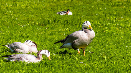 Geese standing in the grass