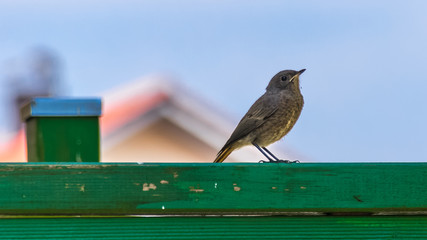 Redstart in our garden
