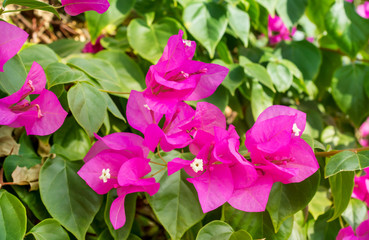Beautiful pink flowers on bush. Natural background.