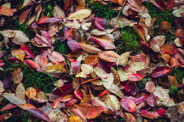 Colorful vibrant autumn leaves background