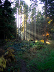 Lichtstrahlen durch den Wald