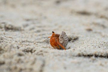 Einsiedlerkrebs am Strand auf Sumatra