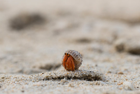 Einsiedlerkrebs am Strand auf Sumatra