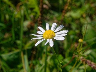 chamomile flower in summer on green grass background