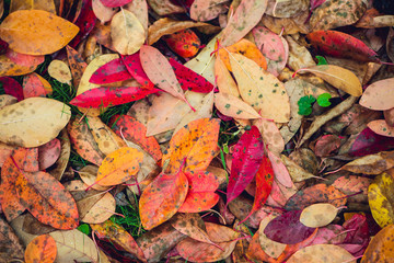 Colorful vibrant autumn leaves background