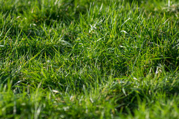 Green grass with shallow depth of field