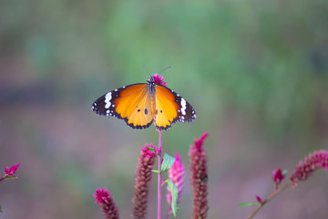 Beautiful Plain Tiger  butterfly sitting on the flower plant with a nice soft background in its natural habitat