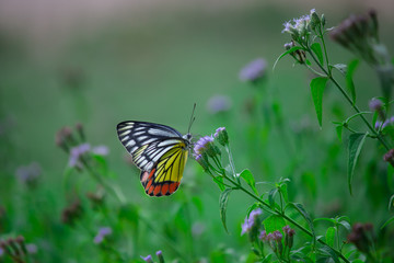 Beautiful Indian Jezebel Butterfly sitting on the flower plant in its natural habitat with a nice soft bluryy green background