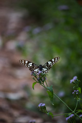 The blue spotted milkweed butterfly sitting on the flower plants in a nice green background