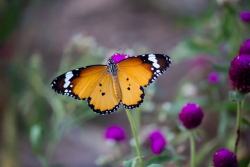 Beautiful Plain Tiger  butterfly sitting on the flower plant with a nice soft background in its natural habitat