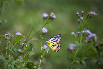 Beautiful Indian Jezebel Butterfly sitting on the flower plant in its natural habitat with a nice soft bluryy green background