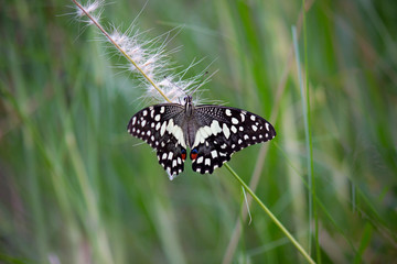 Beautiful common lime butterfly sitting on the flower plants with a nice soft background.