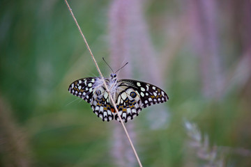 Beautiful common lime butterfly sitting on the flower plants with a nice soft background.