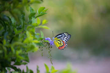 Beautiful Indian Jezebel Butterfly sitting on the flower plant in its natural habitat with a nice soft bluryy green background