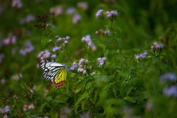 Beautiful Indian Jezebel Butterfly sitting on the flower plant in its natural habitat