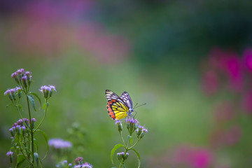 Beautiful Indian Jezebel Butterfly sitting on the flower plant in its natural habitat with a nice soft bluryy green background