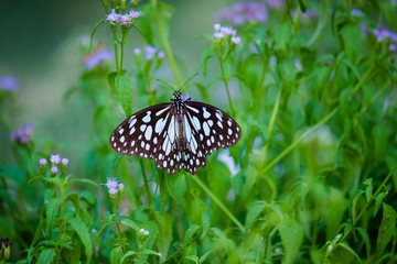 The blue spotted milkweed butterfly sitting on the flower plants in a nice green background