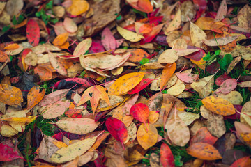 Colorful vibrant autumn leaves background