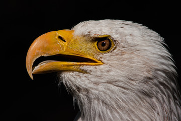Weißkopfseeadler Portrait