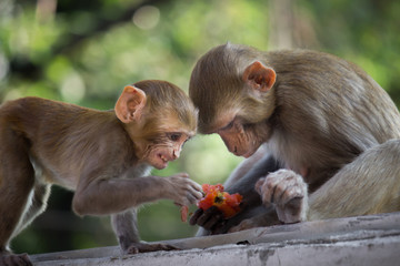 Fototapeta premium The Mother Monkey with her baby sitting and feeding on the tree in its natural habitat.