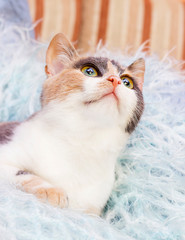 tricolor cat on a fluffy blanket