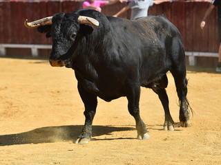 toro español corriendo en plaza de toros