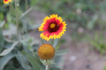 Fototapeta premium Flowers in the nature