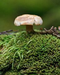 Mushroom in wild Alaska
