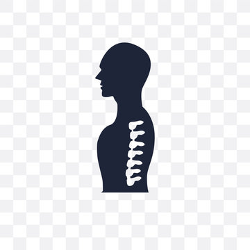 Human Spine transparent icon. Human Spine symbol design from Human Body Parts collection. Simple element vector illustration. Can be used in web and mobile.