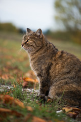 Naklejka na ściany i meble Domestic cat sitting in autumn meadow