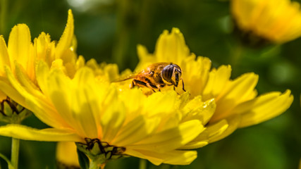 Macro of fly on flower