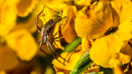 Macro of a spider
