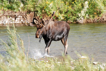 Bull Moose in River